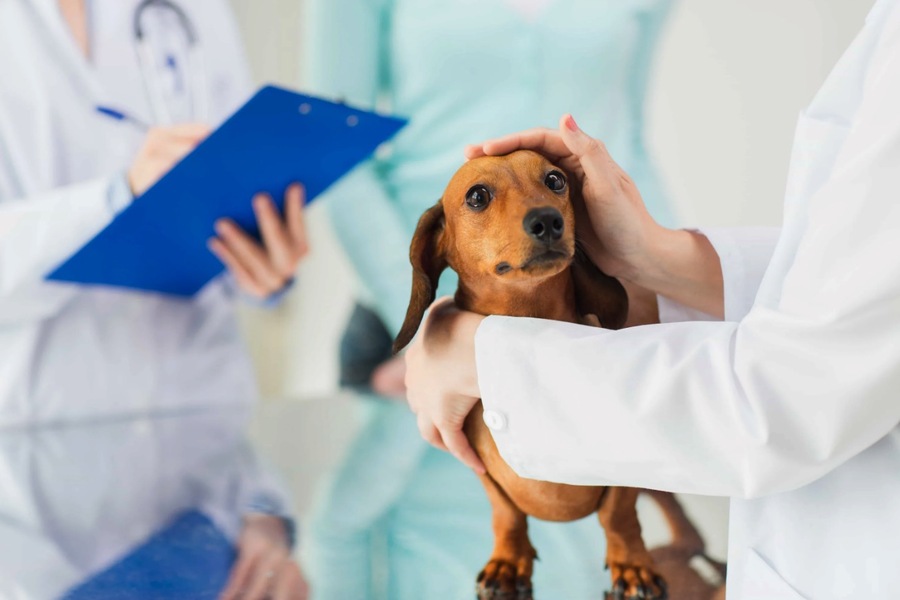 Improving Animal Welfare: The Crucial Role of Pet Clinics