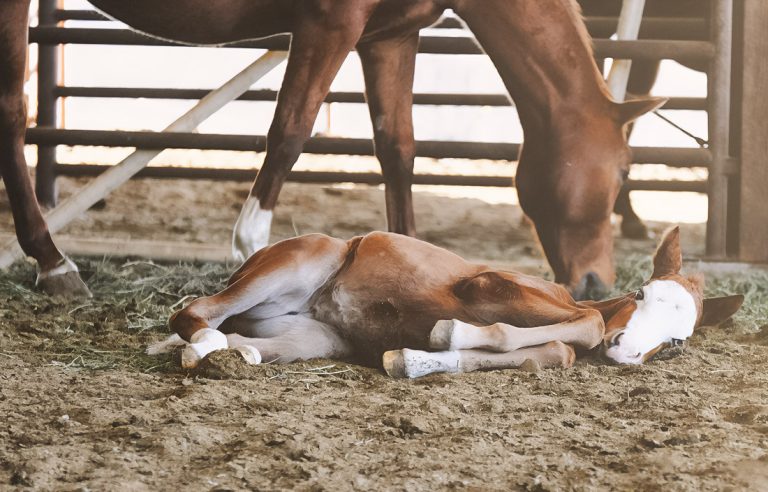 From Blood to Barn: Correcting Selenium and Vitamin E Gaps in GCC Horses